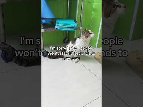 will you stop for a few seconds to share <strong>some</strong> <strong>love</strong>#catlovers #savestraycats #rescuecats