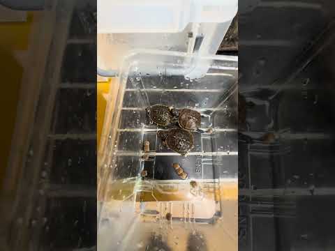 ミツユビハコガメの赤ちゃん #boxturtles