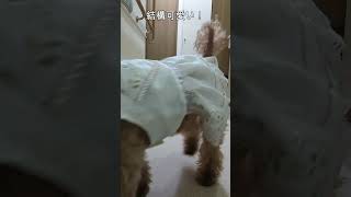 ＜保護犬 トイプードル＞#shorts  #dog #pets