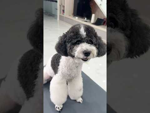 My dog is a super thief 🐶🏴☠️ #funny #shorts