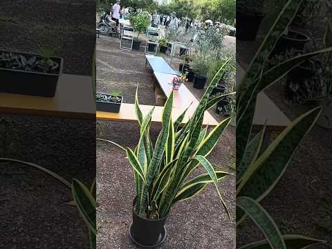 🎵✨😆おらこんな村イヤだ😁🌳緑木々が綺麗でした