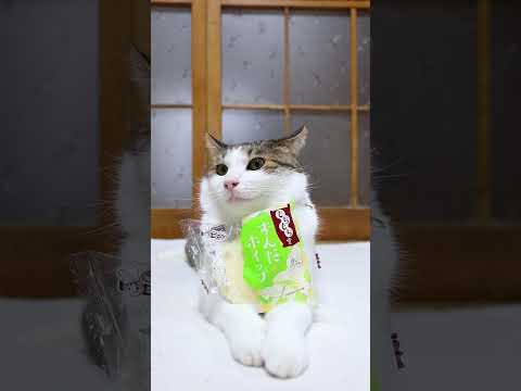 もちもち堂のずんだとホイップ和スイーツと癒しの猫映像 サムネイル