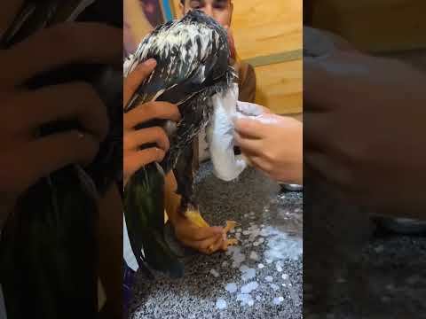 #birds #roosterfarm #chickenbreeds #chicken #assel #aseelmurga #cheenaaseel #roosterchicken #animals