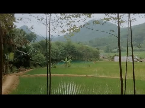 #cảnh nông thôn quá đẹp