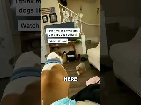 The Most Hilariously Cute Dog#funnydogs#cute#doglover#FunnyCuteDog#AdorablePuppy#FunnyCuteDog