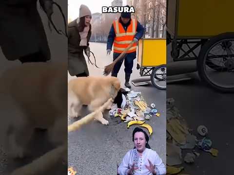 Golden Retriever rompió la Bolsa de Basura para salvar una Vida