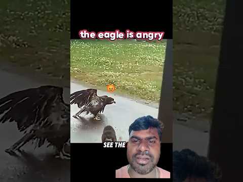 Eagle Takes Revenge On Dog after attack 🐦🔥 #birds #wildlife #trending #eagle #dog