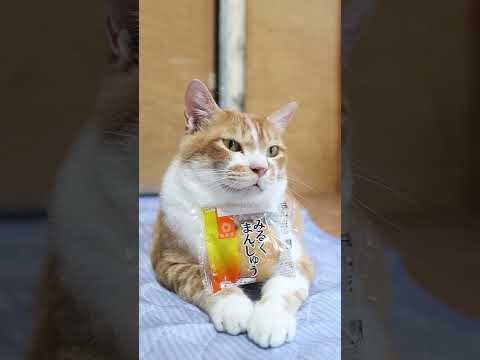 みるくまんじゅうのかわいいのせ猫動画｜癒やしの日常を楽しもう サムネイル
