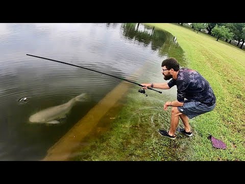 GIANT FISH CAUGHT in HUGE CITY FLOOD!!!