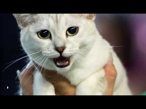 13 Rarest Cat Breeds Ever - UCTTQAOiR_0DuyQPZ6Dg-LHA