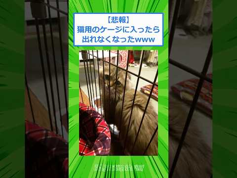 【悲報】猫用のケージに入ったら出れなくなったwww #2chスレ #2ch #5ch