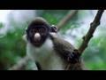 Funny Talking Animals - Walk On The Wild Side - Episode Four Preview - BBC One