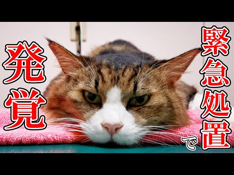 膀胱炎の再検査翌日に突然ボス吉が尿を出せなくなり緊急処置!とんでもない事実が判明しました