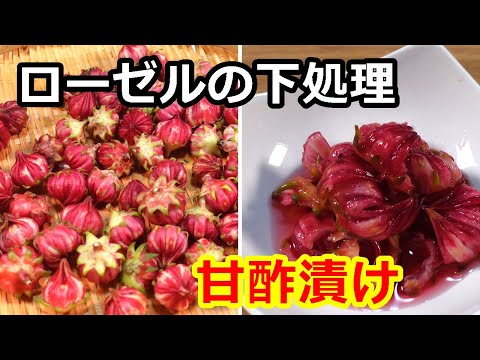 ローゼルの種捨てないで!ローゼルの下処理と甘酢漬けの作り方/Preparing roselle and pickling it in sweet vinegar #赤アオイ#ローゼル#ローゼリそう