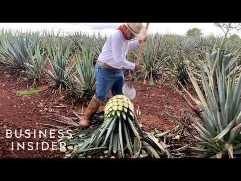 How Patrón Makes Its Tequila - UCcyq283he07B7_KUX07mmtA