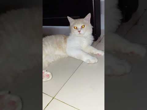 Mochi Funny Cat Videos Cat's Lover #cat