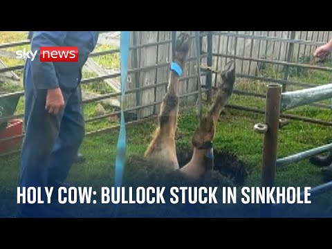 Bullock in a hole lot of trouble after sinkhole incident