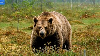 БУРЫЙ МЕДВЕДЬ – Мощный Лесной Зверь Атакующий Волков! Медведь в Деле!