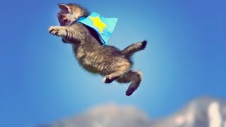 Cute Kittens Fly in Slow Motion to Hip Hop Dubstep