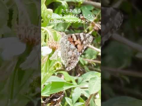 まぎれてとびたつ(文字つき)