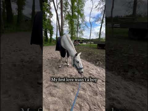 Un cheval est un… #horse #horsetraining