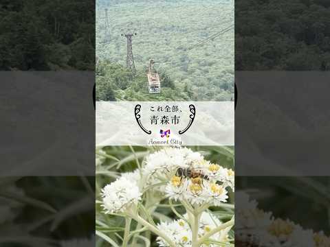 【これ全部、青森市】#14 夏の八甲田 #青森市