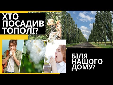Тополі в місті чи звідки береться пух?