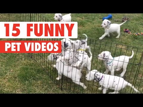 15 Funny Pet Videos Compilation 2017 - UCPIvT-zcQl2H0vabdXJGcpg