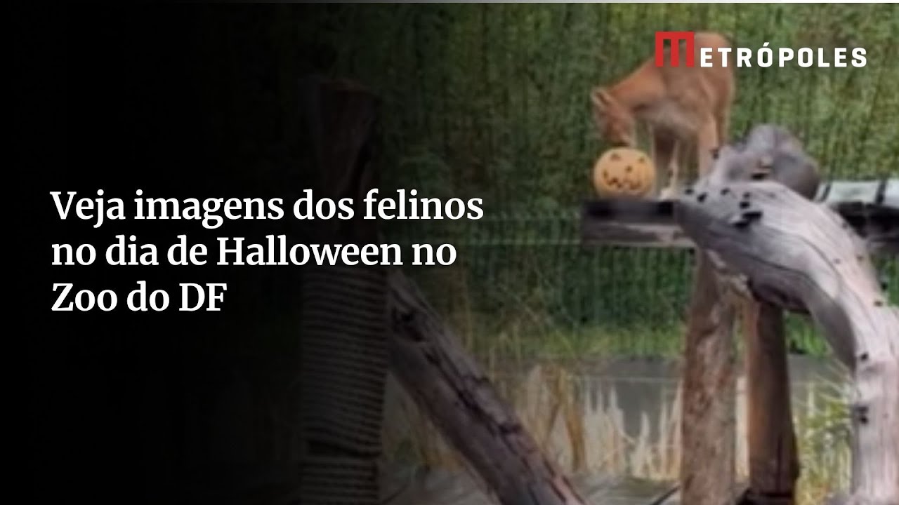 Felinos do Zoo de Brasília receberam abóboras recheadas no dia do halloween