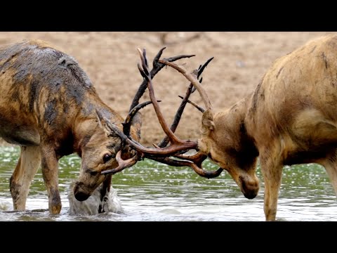 Milu deer in Jiangsu battle for the crown