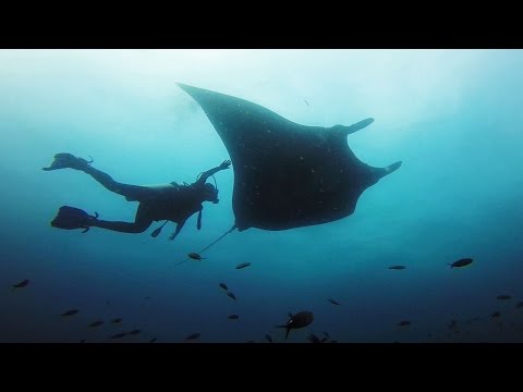 GoPro: Giant Manta Rays - UCqhnX4jA0A5paNd1v-zEysw