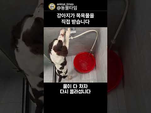 <strong>강아지가</strong> 목욕물을 직접 받더니 마지막에 벌어진 일