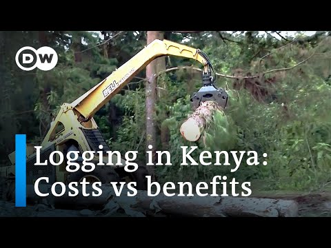 Kenya lifts ban on logging after six years | DW News Africa
