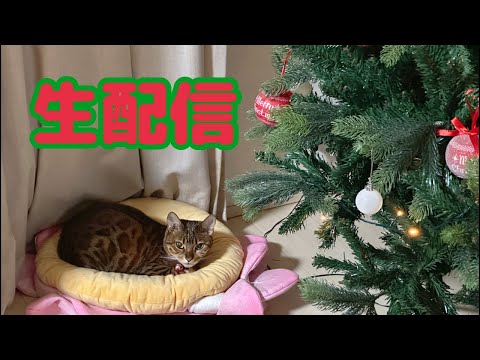 【生配信11/19】クリスマスツリー出したので猫と見ませんか？生配信