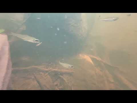 Hemigrammus Foraging Check out this awesome video of Hemigrammus foraging at Cambeua! The gentle capture of many species 
