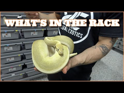 What's In The Rack! Breeder Female Ball Pythons Join this channel to get access to perks_
https_//www.youtube.com/channel/UC4DvlgWFFJsZmlXxULrl6vA/j