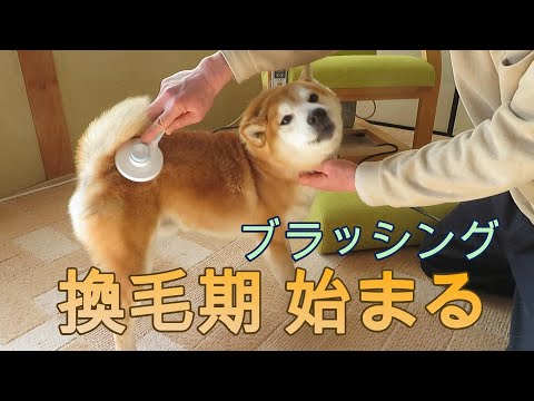 ブラッシングに激しく抵抗し泣き出す柴犬まめ