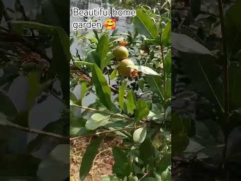 home garden #garden #nature #entrancedecor #gardening #plants #shorts