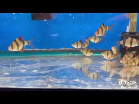 Tiger Barb Tiger Barb 🐟⚡
Native to Southeast Asia, the Tiger Barb is a lively and colorful schooling fish 