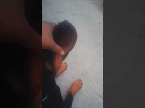 The powerful Rottweiler#shorts #shortsfeed #shortvideo #youtubeshorts #trending #ytshorts