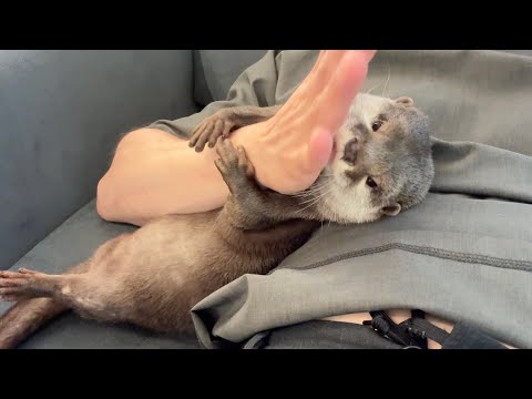 簡単に人間に捕まってしまうカワウソ Otter easily caught by humans