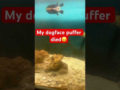 My dogface puffer died!#exoticaquariumfish #aquari 