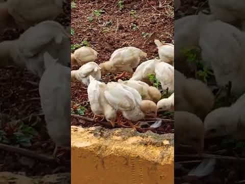 #Desi#Chicks#hen#white#aseel#