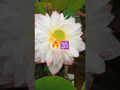 🕉️🙏Like lotus# we have the #. ability to risef. from darkness n #. bloom💯📈