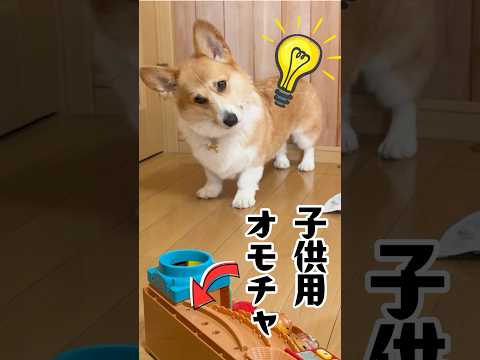 【賢い‼︎】人用オモチャを見たコーギー犬の予想外の反応😳 #corgi #dog