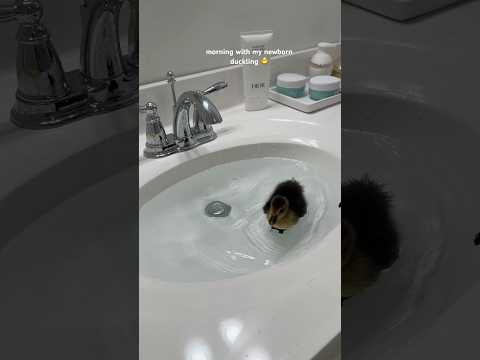 morning with my newborn duckling 🐥 #duck #duckling #asmrsounds #shorts