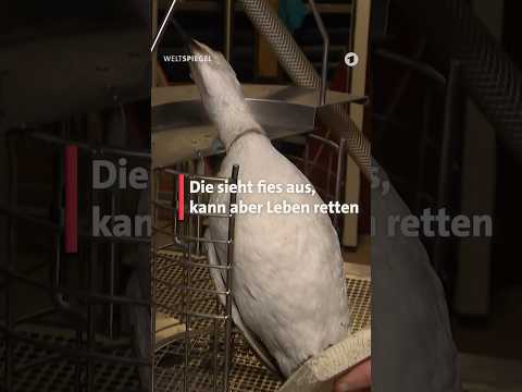 Niederlande: Waschmaschine für Vögel