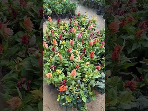 #plantproducts #garden #gardenflowers #flowers #plants #nursery #gardening