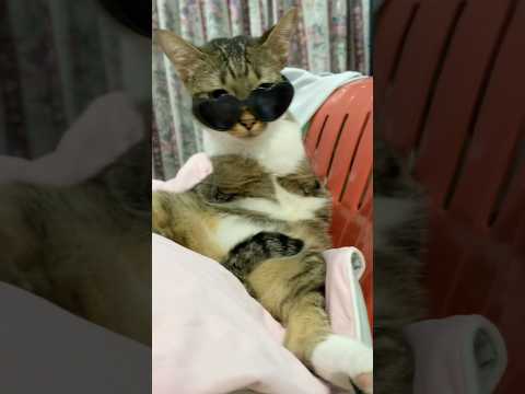 猫の動画サムネイル - 🕶️🐱🦖#dinocattutu #sunglasses