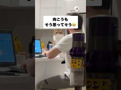 スコティッシュフォールド猫の視線の強さと愛らしさを楽しむ サムネイル